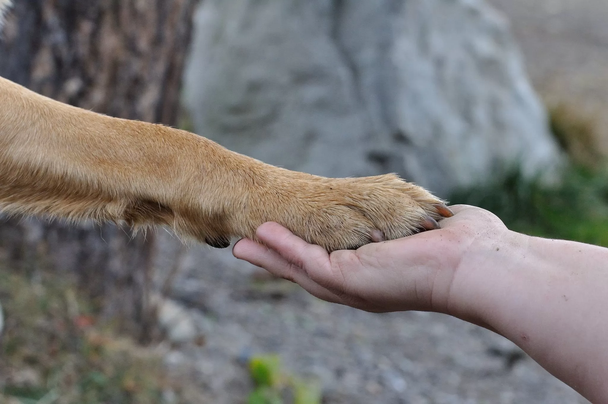 Eine Hunde-Pfote liegt vertrauensvoll in einer menschlichen Hand