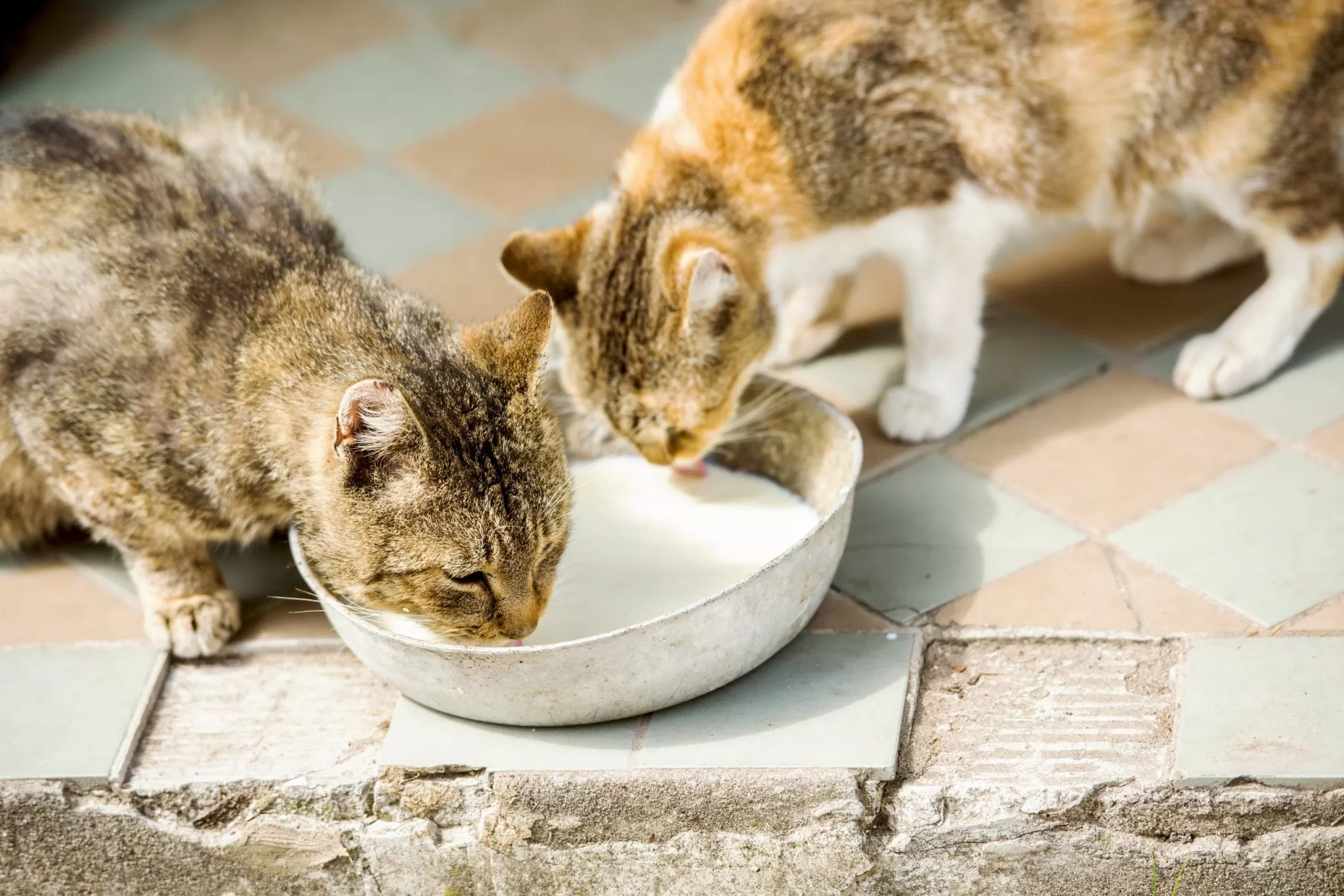 Trois chats boivent ensemble dans une gamelle